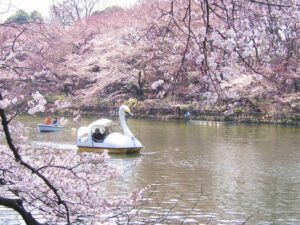 春の井の頭公園