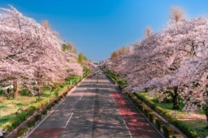 大学通りの桜